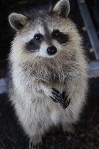 Raccoons
