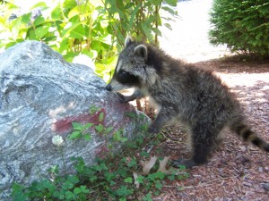 Raccoons