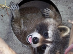 Raccoons
