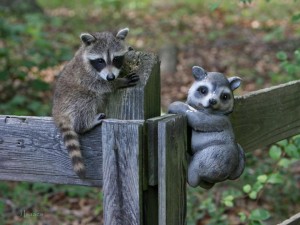 Raccoons
