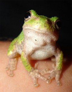 Turtles & Frogs