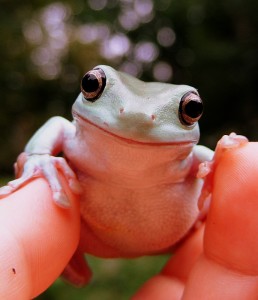 Turtles & Frogs