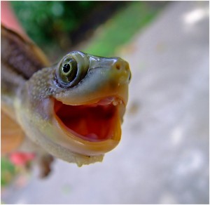 Turtles & Frogs