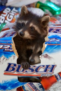 Raccoons