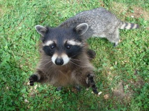 Raccoons
