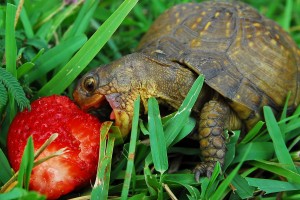Turtles & Frogs