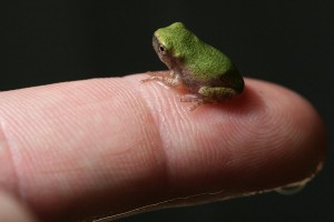 Turtles & Frogs