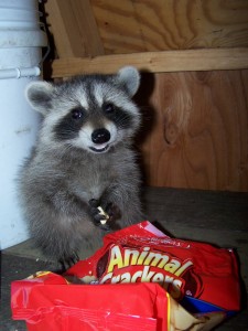 Raccoons