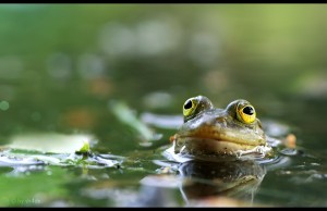 Turtles & Frogs