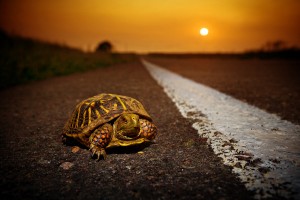 Turtles & Frogs