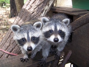 Raccoons