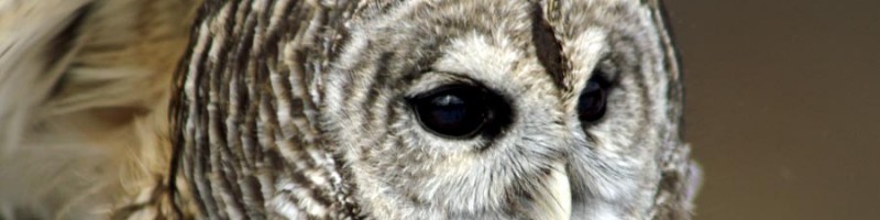 Barred Owl Rescue