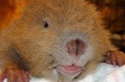 Beavers
