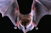 Bats