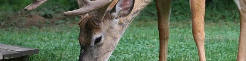 The Stuck Buck