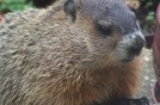 Groundhogs