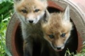 Foxes