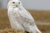 Owls