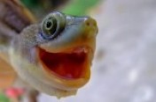Turtles