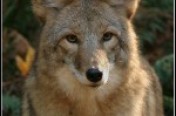 Coyotes
