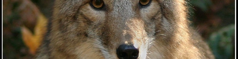 Wiley Coyotes & Good Press