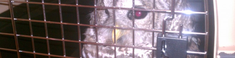 Barred Owl in the Koi Pond & A Coyote Update