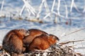 Muskrats
