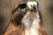 Raptors
