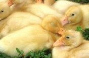 Ducks