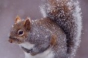 Squirrels