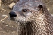 Otters