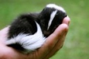 Skunks