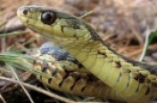 Snakes
