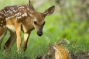 Deer