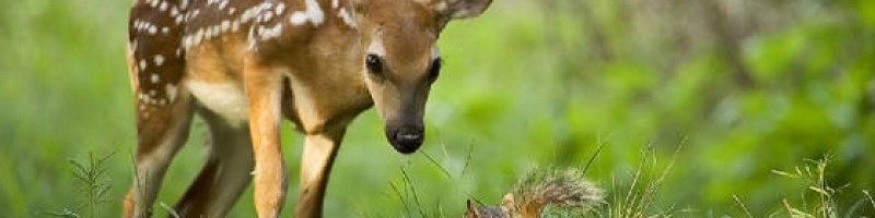 Welcome to the Wildlife Hotline Blog!