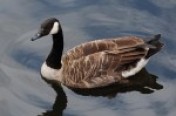Geese