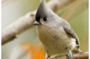 Birds (Songbirds)