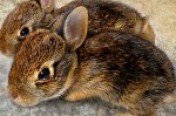 Rabbits
