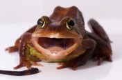 Frogs