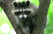 Raccoons