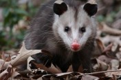Opossums