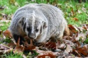 Badger