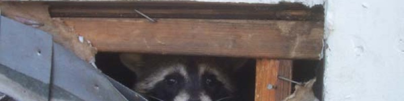 Raccoon Real Estate