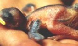 Nestling/Hatchling House Sparrow