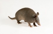 Armadillos