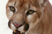 Mountain Lions