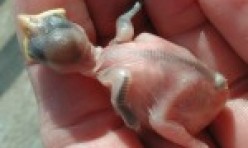 5 Day old House Sparrow