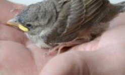 Fledgling – House Sparrow