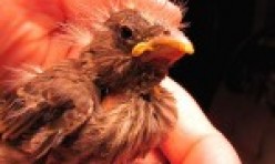 Nestling – Sparrow
