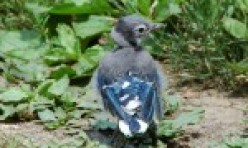 Fledgling – Blue Jay